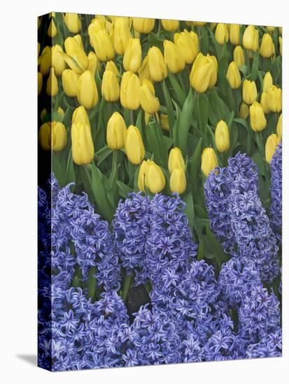 USA, Nevada, Las Vegas. Hyacinth and yellow tulips in garden.-Jaynes Gallery-Premier Image Canvas