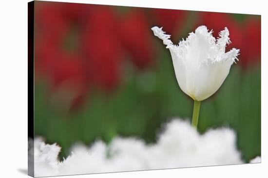 USA, Nevada, Las Vegas. White-fringed tulips in garden.-Jaynes Gallery-Premier Image Canvas