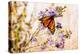 USA, New Hampshire, Bretton Woods, monarch butterfly on aster-Alison Jones-Premier Image Canvas