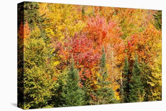 USA, New Hampshire, fall foliage Bretton Woods at base of Mount Washington-Alison Jones-Premier Image Canvas