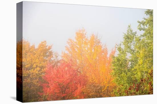 USA, New Hampshire, fall foliage north of Whitefield, along Rt. 3.-Alison Jones-Premier Image Canvas