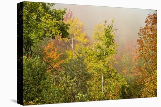 USA, New Hampshire, fall foliage north of Whitefield, along Rt. 3.-Alison Jones-Premier Image Canvas