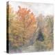 USA, New Hampshire, White Mountains, Fog swirling around maples at Coffin Pond-Ann Collins-Premier Image Canvas