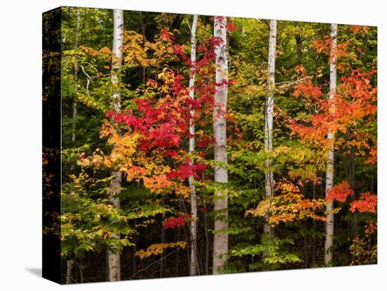 USA, New Hampshire, White Mountains, Maple and white birch-Ann Collins-Premier Image Canvas