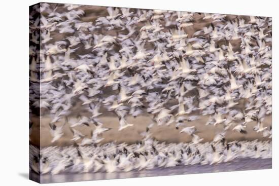 USA, New Mexico, Bosque del Apache. Blur of snow geese blastoff.-Jaynes Gallery-Premier Image Canvas