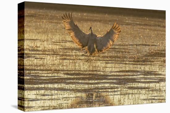 USA, New Mexico, Bosque del Apache. Sandhill crane landing at sunset.-Jaynes Gallery-Premier Image Canvas