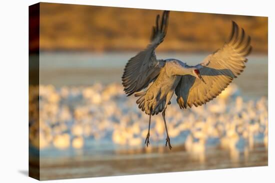 USA, New Mexico, Bosque del Apache. Sandhill crane landing.-Jaynes Gallery-Premier Image Canvas