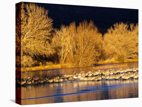 USA, New Mexico, Bosque del Apache, Sandhill cranes at dawn-Terry Eggers-Premier Image Canvas