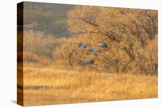 USA, New Mexico, Bosque del Apache. Sandhill cranes flying at sunset.-Jaynes Gallery-Premier Image Canvas