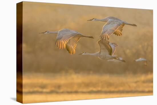 USA, New Mexico, Bosque del Apache. Sandhill cranes flying at sunset.-Jaynes Gallery-Premier Image Canvas