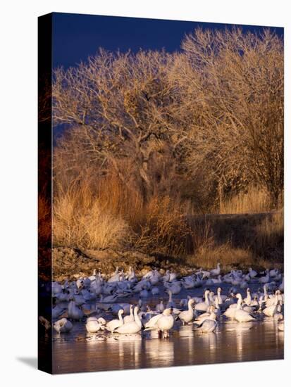 USA, New Mexico, Bosque del Apache, Snow Geese at dawn-Terry Eggers-Premier Image Canvas