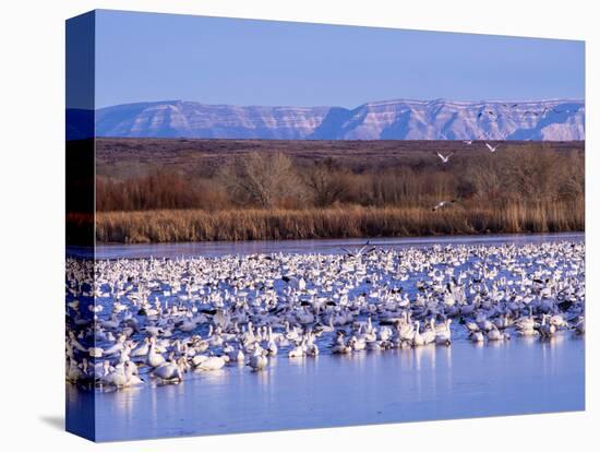 USA, New Mexico, Bosque del Apache, Snow Geese at dawn-Terry Eggers-Premier Image Canvas