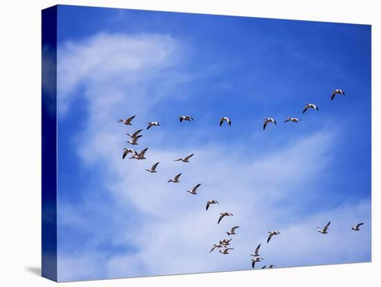 USA, New Mexico, Bosque del Apache, Snow Geese Flying in a V Pattern-Terry Eggers-Premier Image Canvas