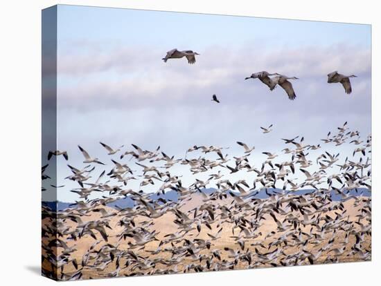 USA, New Mexico, Bosque del Apache, Snow Geese following sand Hill Cranes-Terry Eggers-Premier Image Canvas