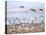 USA, New Mexico, Bosque del Apache, Snow Geese following sand Hill Cranes-Terry Eggers-Premier Image Canvas