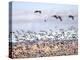 USA, New Mexico, Bosque del Apache, Snow Geese following sand Hill Cranes-Terry Eggers-Premier Image Canvas