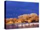 USA, New Mexico, Bosque del Apache-Terry Eggers-Premier Image Canvas