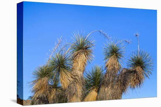 Usa, New Mexico, City of Rocks State Park. Yucca Plants-Don Paulson-Premier Image Canvas