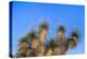 Usa, New Mexico, City of Rocks State Park. Yucca Plants-Don Paulson-Premier Image Canvas