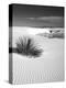 USA, New Mexico, White Sands National Monument. Bush in Desert Sand-Dennis Flaherty-Premier Image Canvas