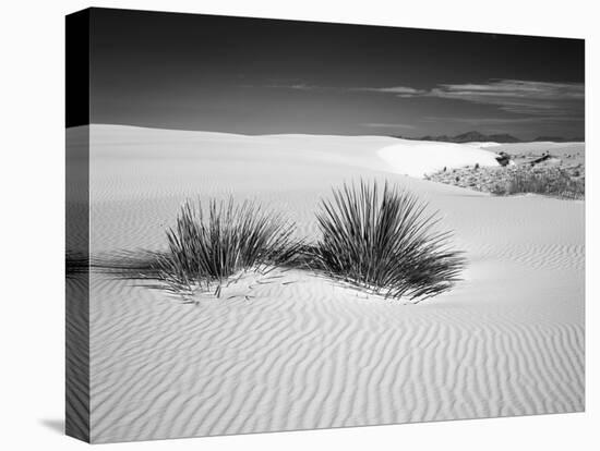 USA, New Mexico, White Sands National Monument. Bush in Desert Sand-Dennis Flaherty-Premier Image Canvas