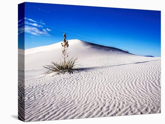 USA, New Mexico, White Sands National Monument, Sand Dune Patterns and Yucca Plants-Terry Eggers-Premier Image Canvas