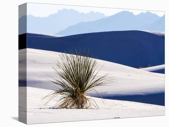 USA, New Mexico, White Sands National Monument, Sand Dune Patterns and Yucca Plants-Terry Eggers-Premier Image Canvas