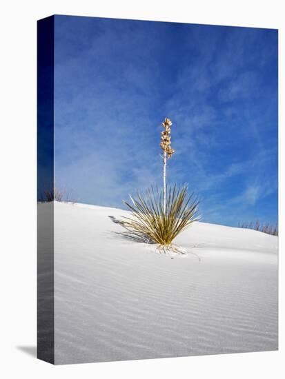 USA, New Mexico, White Sands National Monument, Sand Dune Patterns and Yucca Plants-Terry Eggers-Premier Image Canvas