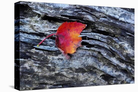 USA, New York, Adirondack Mountains. Leaf on Dark Rock-Jay O'brien-Premier Image Canvas