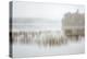 USA, New York, Adirondacks. Long Lake, foggy morning, reeds, and loon on Eaton Lake-Ann Collins-Premier Image Canvas