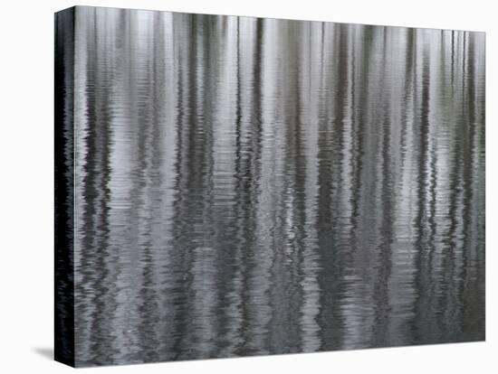 USA, New York State. Abstract reflection of winter trees.-Chris Murray-Premier Image Canvas