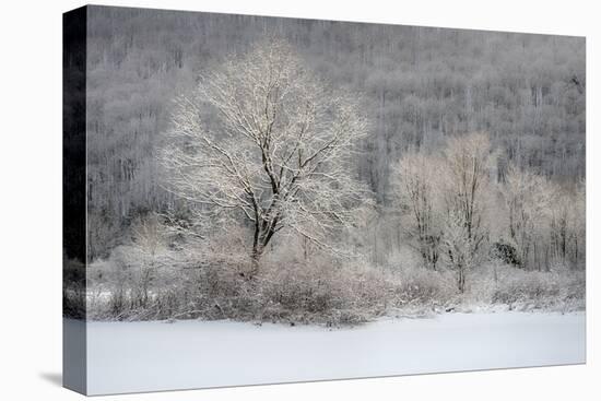USA, New York State. Morning sunlight on snow covered trees-Chris Murray-Premier Image Canvas