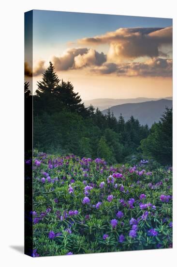 USA, North Carolina. Catawba Rhododendrons in Mountains-Jaynes Gallery-Premier Image Canvas