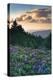 USA, North Carolina. Catawba Rhododendrons in Mountains-Jaynes Gallery-Premier Image Canvas