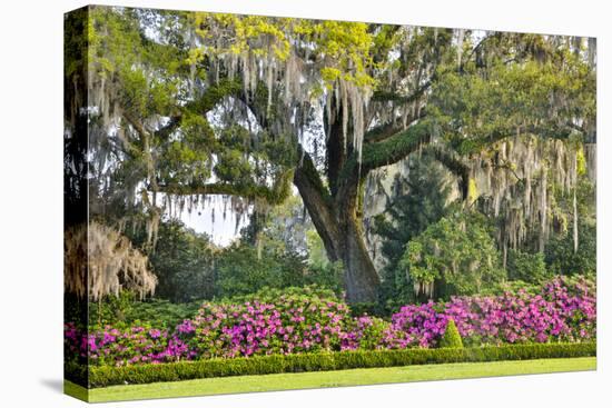 USA, North Carolina, Charleston., moss-covered tree and Azaleas-Hollice Looney-Premier Image Canvas