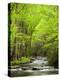 USA, North Carolina, Great Smoky Mountains National Park, Straight Fork Flows Through Forest-Ann Collins-Premier Image Canvas