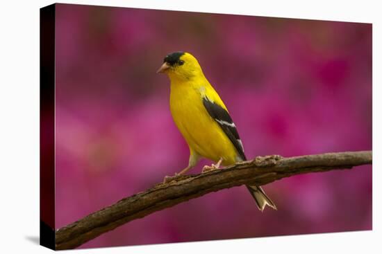 USA, North Carolina, Guilford County. Close-up of American Goldfinch-Cathy & Gordon Illg-Premier Image Canvas