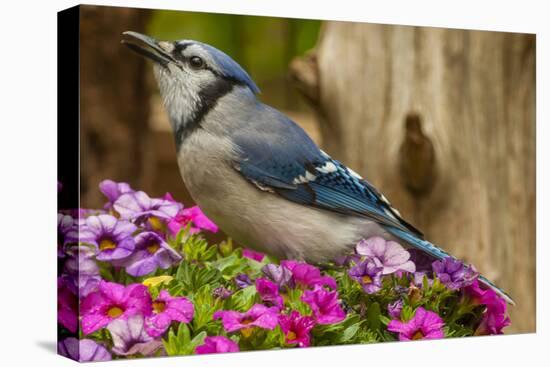 USA, North Carolina, Guilford County. Close-up of Blue Jay-Cathy & Gordon Illg-Premier Image Canvas