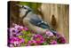 USA, North Carolina, Guilford County. Close-up of Blue Jay-Cathy & Gordon Illg-Premier Image Canvas