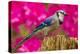 USA, North Carolina, Guilford County. Close-up of Blue Jay-Cathy & Gordon Illg-Premier Image Canvas