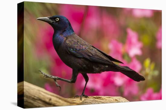 USA, North Carolina, Guilford County. Close-up of Common Grackle-Cathy & Gordon Illg-Premier Image Canvas