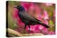 USA, North Carolina, Guilford County. Close-up of Common Grackle-Cathy & Gordon Illg-Premier Image Canvas