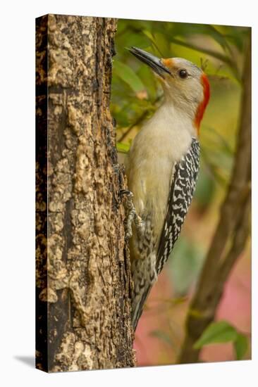 USA, North Carolina, Guilford County. Red-Bellied Woodpecker on Tree-Cathy & Gordon Illg-Premier Image Canvas