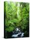 USA, Oregon, a Stream in an Old-Growth Forest-Jaynes Gallery-Premier Image Canvas