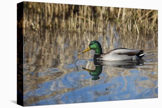 USA, Oregon, Baskett Slough NWR, drake Mallard.-Rick A. Brown-Premier Image Canvas