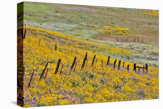 USA, Oregon, Columbia River Gorge, Field Along Dalles Mountain Road-Hollice Looney-Premier Image Canvas