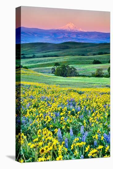 USA, Oregon, Columbia River Gorge landscape of field and Mt. Hood-Hollice Looney-Premier Image Canvas