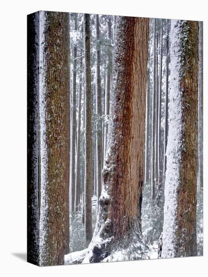 USA, Oregon, Drift Creek Wilderness. Snow on Douglas Fir Trees-Jaynes Gallery-Premier Image Canvas