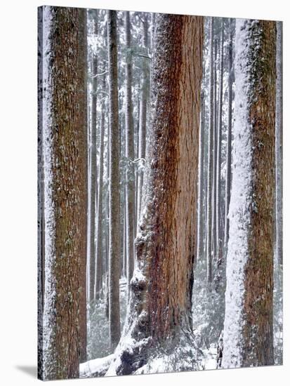 USA, Oregon, Drift Creek Wilderness. Snow on Douglas Fir Trees-Jaynes Gallery-Premier Image Canvas