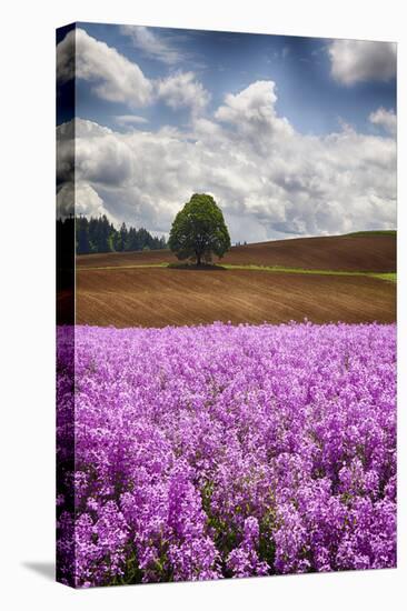 USA, Oregon, Farming in the Willamette Valley of Oregon with Dames Rocket Plants in Full Bloom-Terry Eggers-Premier Image Canvas